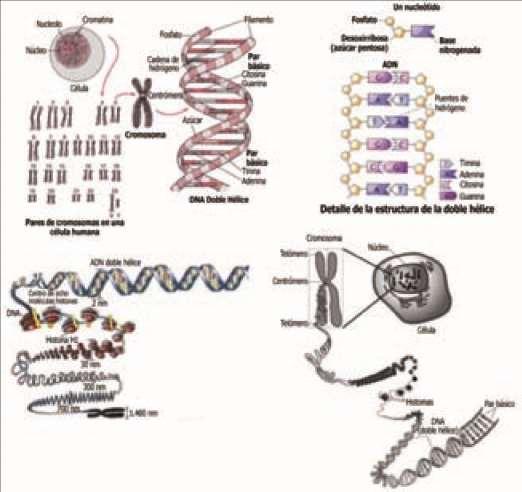 Componentes del cromosoma Un cromosoma está compuesto por una molécula de ADN, que tiene forma de «doble hélice».