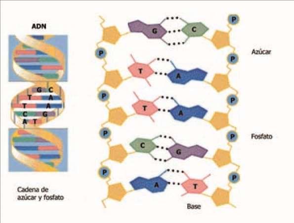 Esquema de la molécula de ADN Fuente: Enciclopedia Encarta Cada molécula de ADN está formada por dos cadenas o bandas laterales, constituidas por una serie de compuestos químicos llamados nucleótidos.