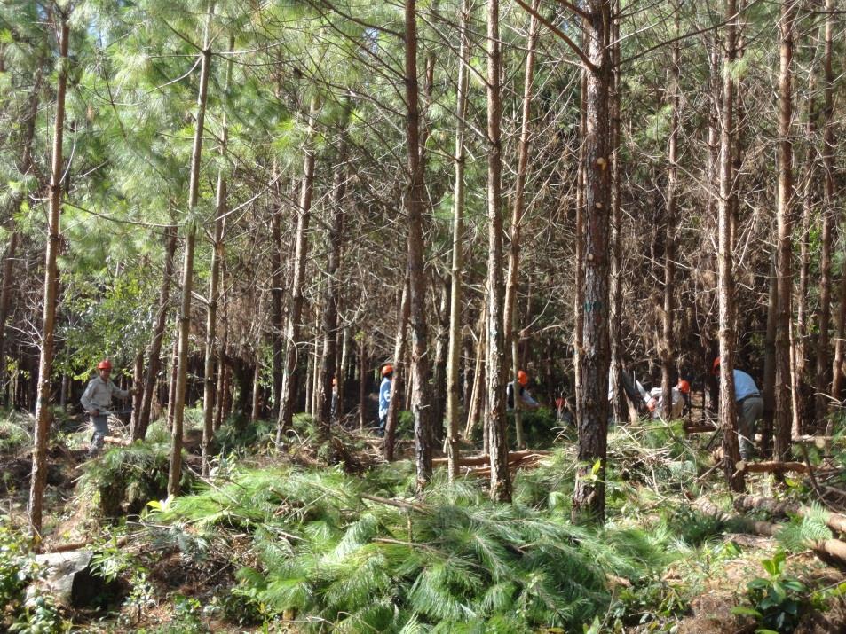 Manejo Forestal Comunitario Podas y Preaclareos Es el tratamiento silvícola que se aplica en las primeras etapas de desarrollo del nuevo bosque