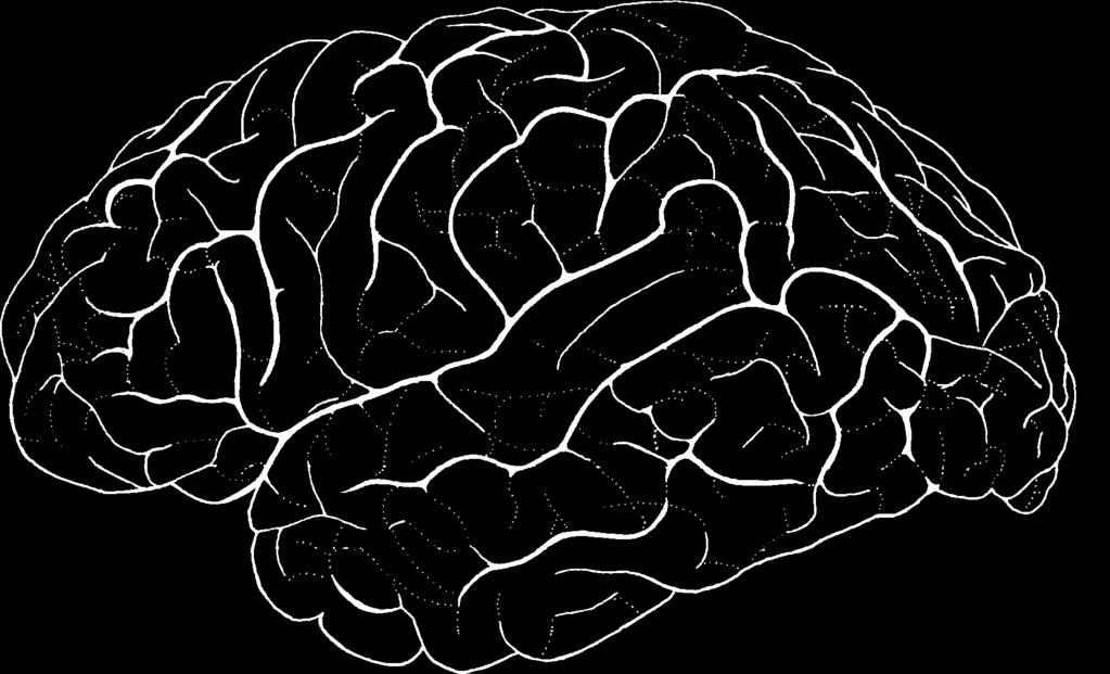 NEUROCIENCIA DEL CONSUMO Y DEPENDENCIA DE SUSTANCIAS PSICOACTIVAS Figura 2.5 Relación entre las diferentes regiones funcionales del cerebro.