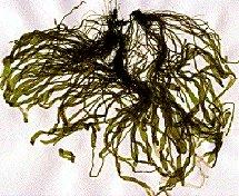 Enteromorpha intestinalis 23. Epífito: creciendo sobre un alga. 24. Espatulado: con forma de espátula. 25. Espatuliforme: espatulado. 26. Esporofito: alga productora de esporas. 27.