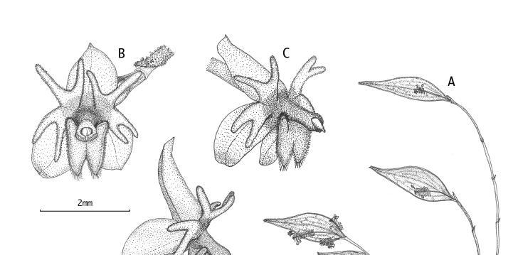 Figura 1 (Figure 1) S. Vieira-Uribe & B. T. Larsen. Ilustración Botánica (Botanical Illustration): Sebastián Vieira-Uribe A. Planta completa. Plant; B. Flor (Vista frontal). Flower (Front view)); C.