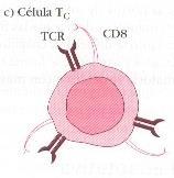 Células T CD4