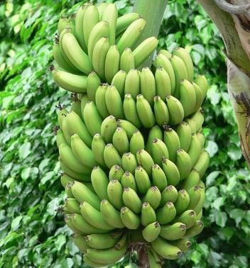 7 buenos motivos para comer plátano 1- El plátano es una fruta con gran capacidad antioxidante De hecho, se ha comprobado que esta estupenda fruta contiene más antioxidantes de los que se creía Qué