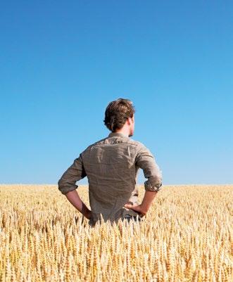 TRIGO El trigo es el cultivo más extendido en el Reino Unido.