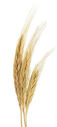 CEBADA El trigo del Reino Unido se cultiva para el consumo humano, el malteado, fermentación o destilación y para pienso de animales.