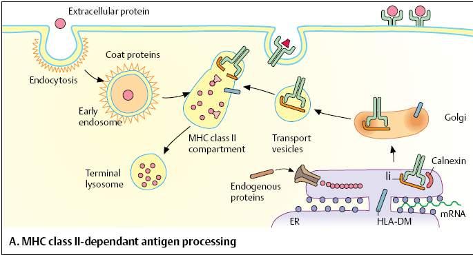 Procesamiento antígeno MHC II Dra. Romanillos.