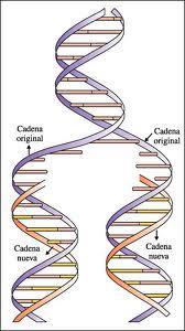 o bandas formadas por un elevado número de compuestos químicos llamados nucleótidos. Estas cadenas forman una especie de escalera retorcida que se llama doble hélice.