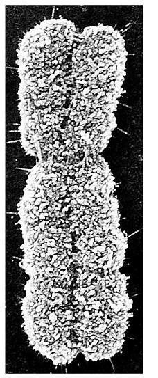 Interfase nos detenemos en: Fase S Antes de que la célula se divida, los cromosomas se duplican produciendo dos cromátidas hermanas (en esa fase el ADN se