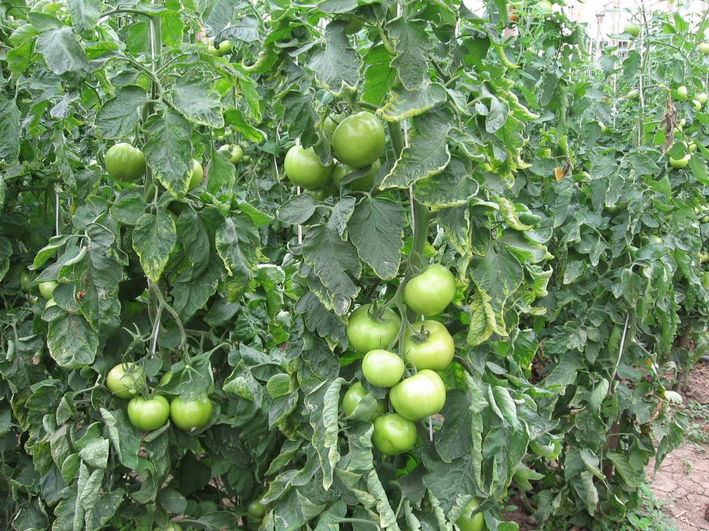 TOMATE HIBRIDO INDABA Frutos de Gran Calibre Bien Formados Planta vigorosa de crecimiento indeterminado. Ideal para sembrar en invernadero o campo abierto.