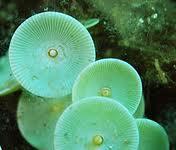 a un organismo unicelular llamado acetabularia, alga