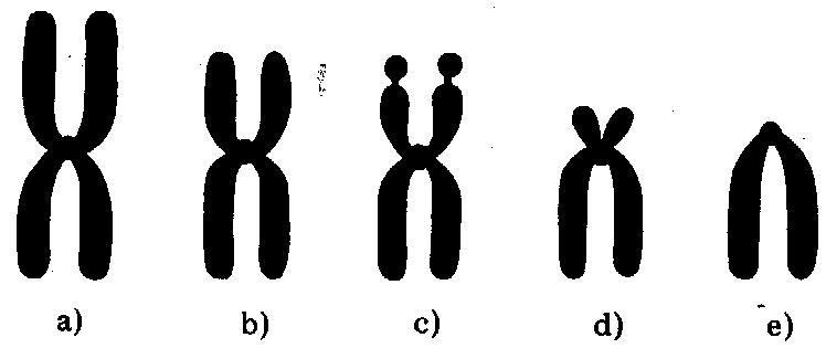 Clasificación de los cromosomas según su centrómero Metacéntricos: Si los dos brazos de cada cromátida son iguales.