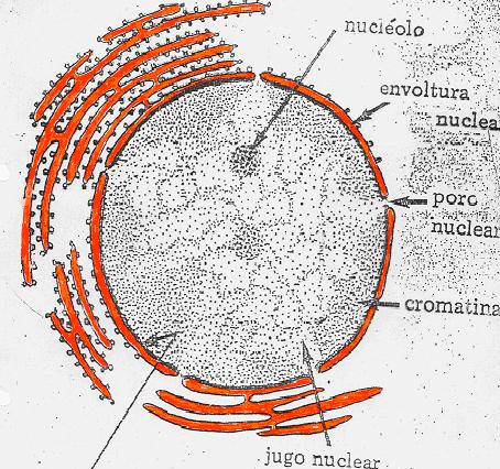 Nucleolo(s) Son masas densas y esféricas, formados por dos zonas: una fibrilar y otra granular.