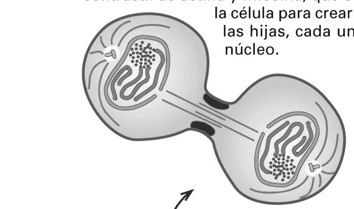 - Indica el nombre de los procesos señalados con los números. En qué parte de la célula eucariótica se producen los procesos 1, 2 y 3? (4 puntos) 2.