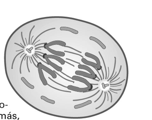 Cita les principals diferències entre mitosi i meiosi. (4 punts) Cita las principales diferencias entre mitosis y meiosis. (4 puntos) 2.
