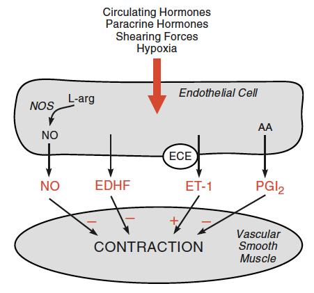 EDHF: endotelial derived hyperpolarizing