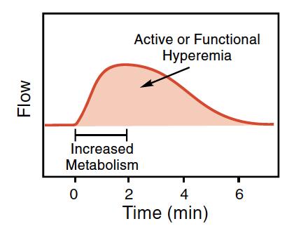 Hiperemia activa: el aumento en la actividad metabólica de un tejido