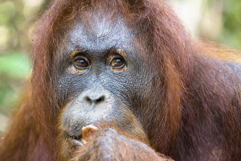 Visitaremos los dos centros de rehabilitación de orangutanes, situados dentro del Parque Nacional, coincidiendo con el momento en el que se les