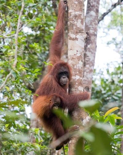 Estos orangutanes comparten hábitat con gibones, monos probistideos, macacos, cocodrilos y una gran variedad de aves endémicas.