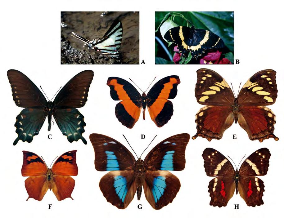 Diversidad y distribución Los ropalóceros en México están representados por seis familias y 1 749 especies, presentándose en Hesperiidae la mayor diversidad, con 790 taxones específicos, siguiendo en