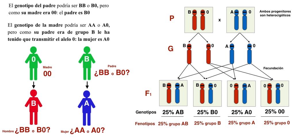 Indicar las proporciones genotípicas y fenotípicas de la descendencia de un hombre de grupo