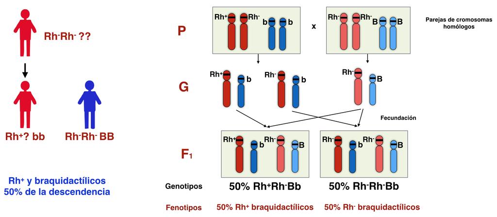 29. Si consideramos que en las personas el factor Rh está regulado por dos alelos, uno dominante que determina el fenotipo Rh+ y otro recesivo, responsable del fenotipo Rh-, y que la braquidactilia,