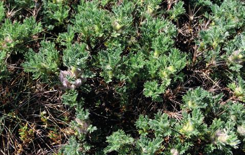 31.7E2 Matorrales enanos de Astragalus nevadensis (A. sempervirens ssp. muticus), calcícolas, en la alta montaña del Sistema Ibérico 4.