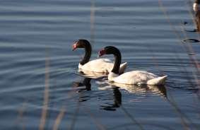 Conservación de Especies Amenazadas Cisne de Cuello Negro Reglamento