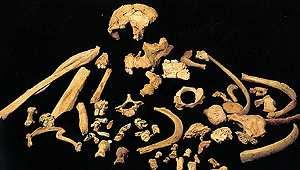 Hia Tema 2,,13 Actividad 1 Las primeras ocupaciones humanas en Europa Fósiles de 'Homo antecessor' hallados en Atapuerca. 18 de enero de 2010.