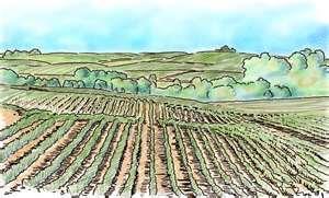 Agricultura - Eficiencia del uso del suelo La producción