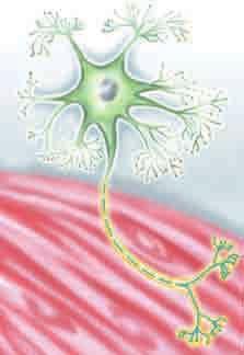 Cada célula muscular tiene una sola unión neuromuscular, aunque una sola motoneurona inerva varias células musculares, en algunos casos hasta varios cientos de ellas.