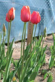 FIA Valorización de Resultados 11 Cultivo de Tulipán - XII Región de Magallanes En los lugares donde no existe riesgo de heladas intensas, se puede dejar que los bulbos crezcan sin ninguna