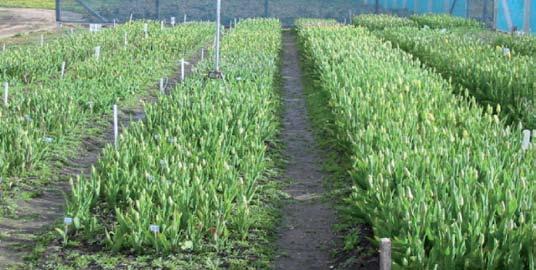 FIA Valorización de Resultados 11 Cultivo de Tulipán - XII Región de Magallanes Anexo 3.