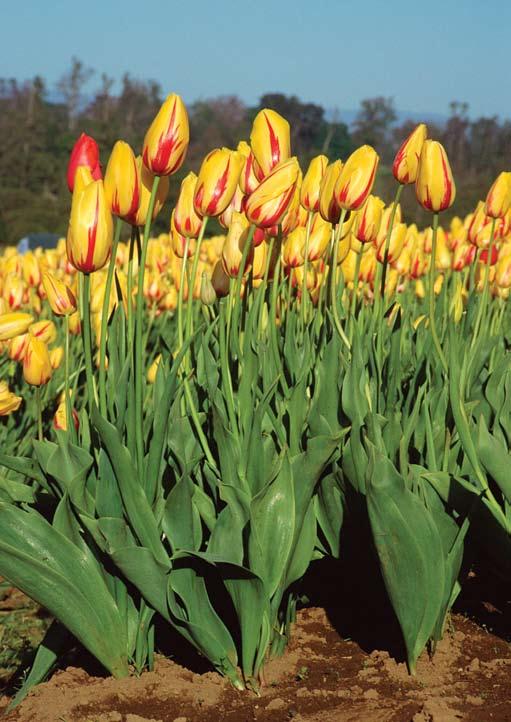 Cultivo de Tulipán XII Región de