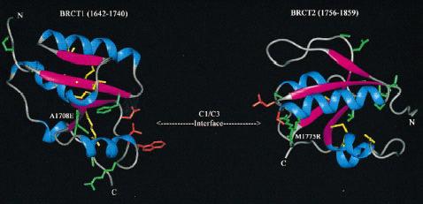 B. Orden y disposición de los exones que codifican la proteína.