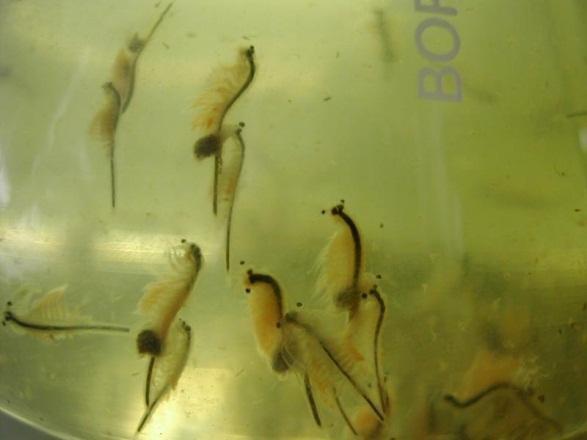 Easy reefs artemia son micro algas marinas liofilizadas, por lo que tienen que ser rehidratadas antes de su uso.