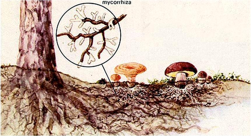 Ecología de los hongos Las plantas son seres autótrofos, mientras que los hongos son heterótrofos como los animales.