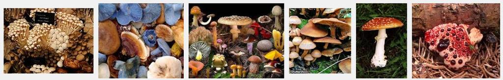 Hongos verdaderos Reino Fungi o Mycota,