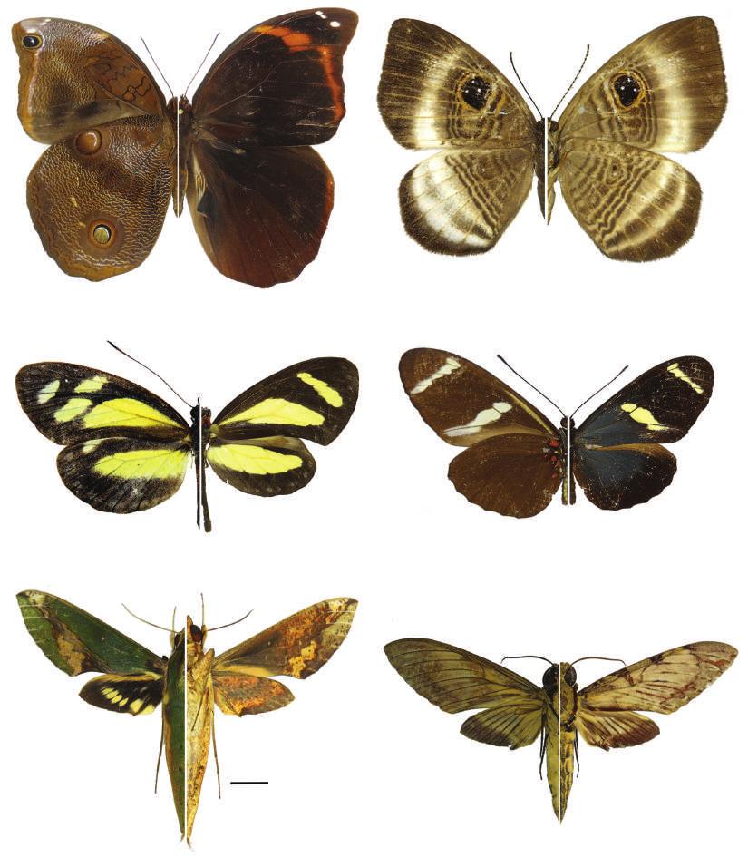 A V B V C V E V F V Fig. 1. Lepidópteros de PNN Gorgona. (A) Cat. xanthicles occidentalis, (B) M. zonalis gorgoniensis. (C) Mimetismo batesiano. Izquierda: i. Theucharila avonia (copia), erecha: Ae.