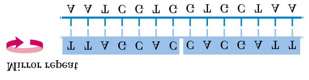 Secuencias que adoptan estructuras inusuales Repeticiones espejadas: regiones de AD de doble hebra que no tienen