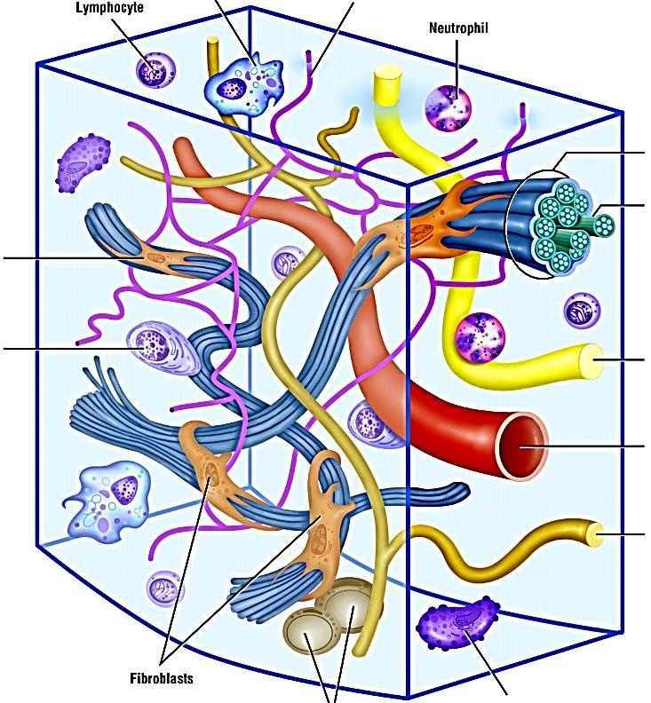 7. Cómo se clasifica el tejido conectivo de acuerdo a la cantidad de matriz extracelular y a la forma de organizarse de esta? 8. En qué estructuras se encuentra el tejido conectivo denso regular? 9.