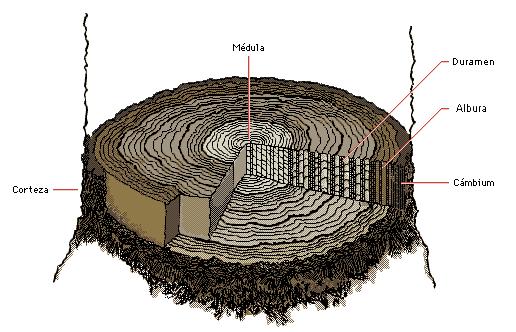 El tronco de un árbol es la parte intermedia del mismo, la que sirve de unión entre la raíz y la copa.