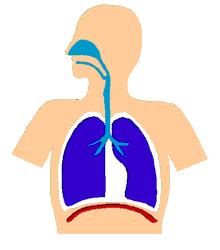 Mecánica ventilatoria Músculos de la respiración Presiones: transmural, pleural, alveolar, atmosférica, transpulmonar