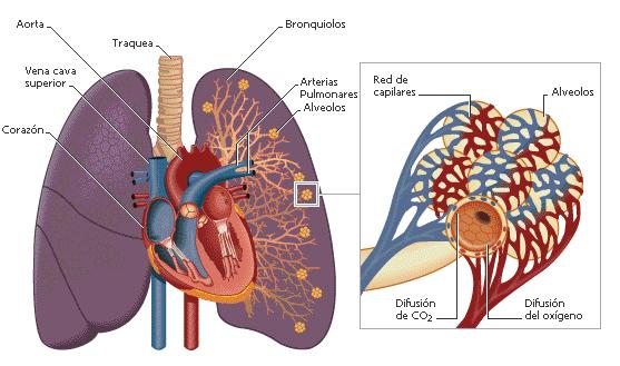 Circulación pulmonar La circulación pulmonar, que nace de la arteria pulmonar llevando la sangre no oxigenada, que viene del sistema venoso sistémico, al complejo alveolocapilar donde se realiza