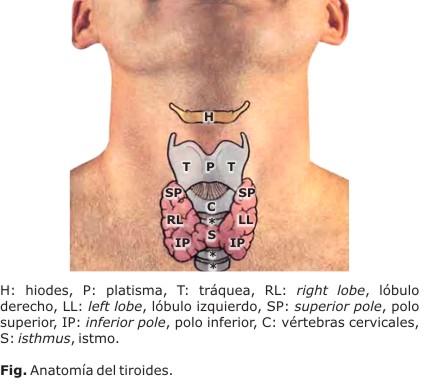 ANATOMÍA DEL TIROIDES En el cuerpo de la glándula tiroides se reconocen dos zonas: los dos lóbulos -derecho e izquierdounidos por una parte delgada llamada istmo.