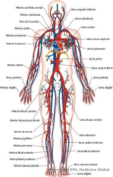 Venas Sangre no oxigenada Son vasos sanguíneos.