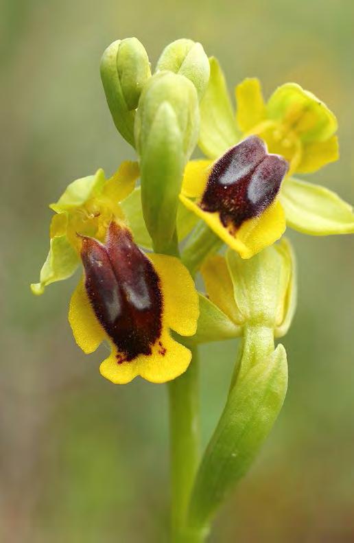 Ophrys lutea Cav.
