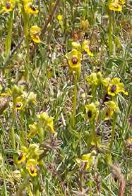 con 3 a 7 flores, brácteas amarillentas o verdosas más largas que el ovario, sépalos cóncavos, margen verde amarillento, los