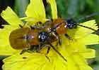 Galeruca de los Narcisos El escarabajo Exosoma lusitanica, de 7-10 milímetros de largo y color amarillo, ataca a las flores de diversas plantas, entre ellas las del Narciso.