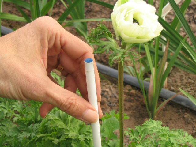 Manejo del cultivo (Anemona conoraria) El bulbo se planta al revés de las otras especies, con la parte plana hacia arriba Se plantan a 4 cm.